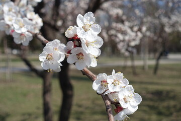 Five petaled white flowers of apricot tree in April