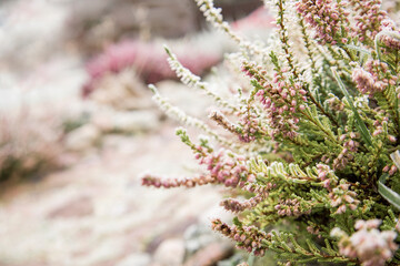 Bright colorful blooming heather Calluna vulgaris with ice crystals. Beautiful soft atmospheric background in pastel light colors. Natural white heather flowers, selective focus.