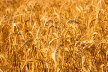 Golden wheat in the field. Grain spikes ripening in summer before the harvest.