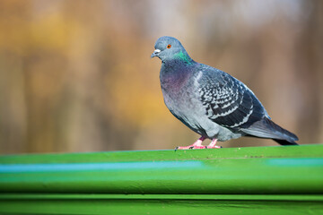Gray dove on a green fence in the park. Bird close up.