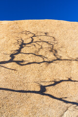 Joshua Tree National Park, California, USA