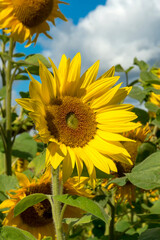 Big sunflowers on a field