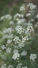 weiße Blume mit Bokeh