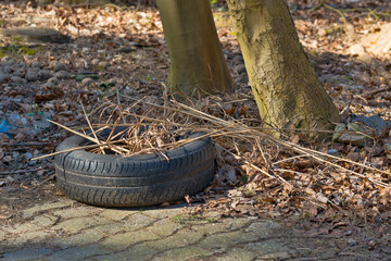 Fototapeta na wymiar Old car tires discarded in the woods