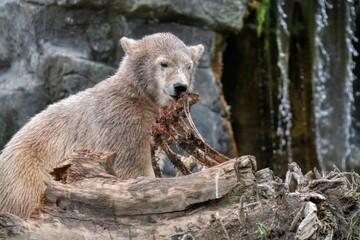 polar bear cub © Michael Knöbl
