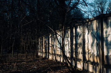 trees in a spring park in Moscow