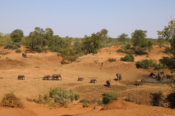 Fototapeta na wymiar Afrikanischer Elefant und Giraffe im Mphongolo River/ African elephant and Giraffe in Mphongolo River / Loxodonta africana et Giraffa Camelopardalis.