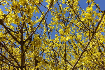 Vibrant yellow flowers on branches of forsythia against blue sky in April