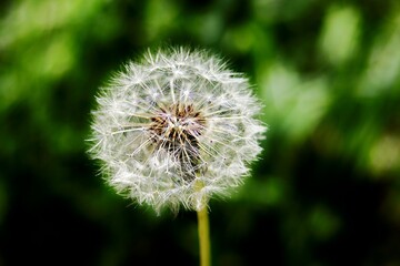 Fototapeta premium dandelion head
