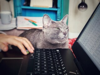 Télétravailler à domicile avec son animal de compagnie