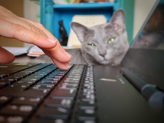 Télétravailler à domicile avec son animal de compagnie