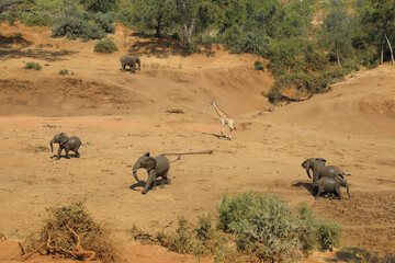 Afrikanischer Elefant und Giraffe im Mphongolo River/ African elephant and Giraffe in Mphongolo...
