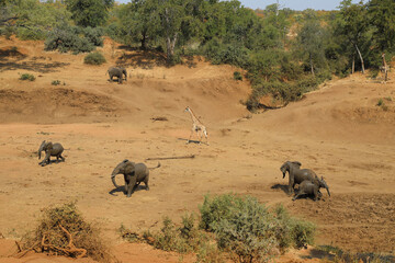 Afrikanischer Elefant und Giraffe im Mphongolo River/ African elephant and Giraffe in Mphongolo...