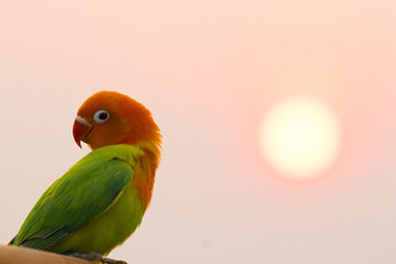 An orange-green bird on the hand