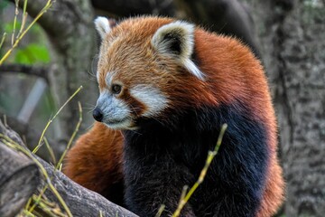 red panda