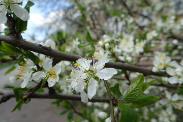 Simple white flowers of sour cherry tree in April