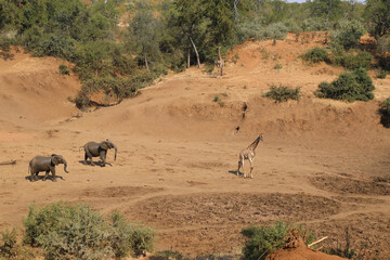 Afrikanischer Elefant und Giraffe im Mphongolo River/ African elephant and Giraffe in Mphongolo...
