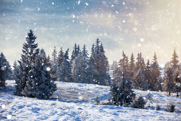Scenic winter landscape with snowy fir trees. Winter postcard.