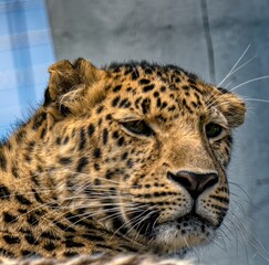 close up of leopard