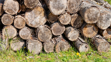 Stacked tree trunks stored in a forest