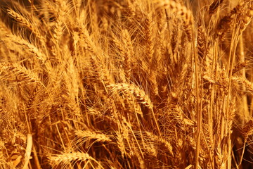 Dry wheat close-up