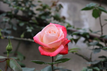 Close up view of hybrid Rose with red, white and pink color with blurred background in a garden in Sichuan, China