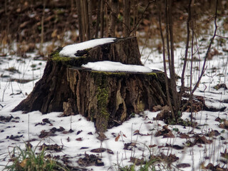 stump in the woods under the snow in spring