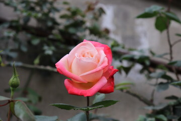 Close up view of hybrid Rose with red, white and pink color with blurred background in a garden in Sichuan, China