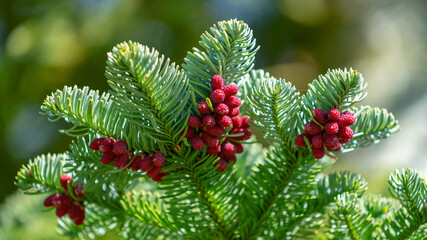 red pine cones