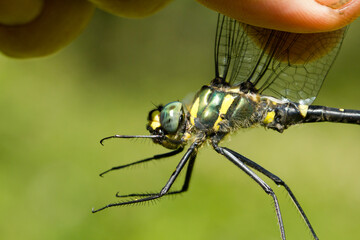 Macromia splendens, man holding a dragonfly for scientific purposes with green background
