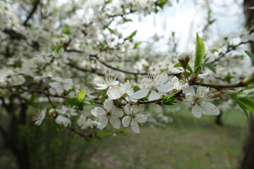 Thin branch of blossoming sour cherry tree in mid April