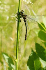 Macromia splendens, dragonfly perched on a stem with green background