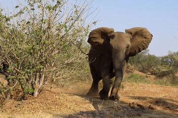 Obraz premium Afrikanischer Elefant / African elephant / Loxodonta africana