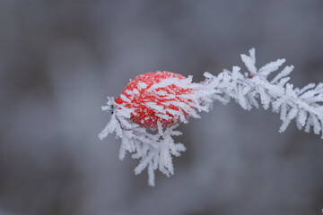 Eine rote Hagebutte mit Raureif und Eiskristallen im kalten Winter-Frost (Nahaufnahme / Makro)