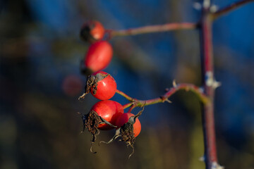 Mehrere rote Hagebutten in einer dornigen Heckenrose