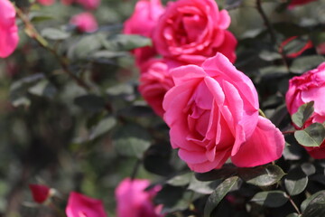 Close up view of pink rose in a garden with blurred background