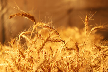 Dry wheat close-up © artographer34