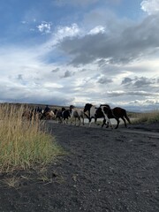 Iceland Ponys