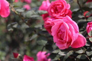 Close up view of pink rose in a garden with blurred background