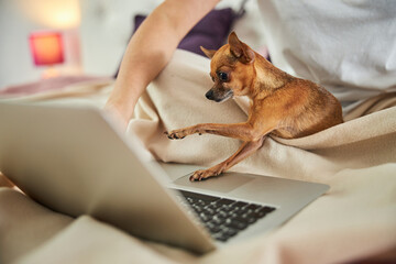 Dog imitating a woman typing on keyboard