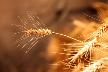 Dry wheat close-up