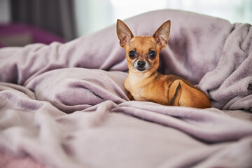 Puppy resting on a warm bed cover
