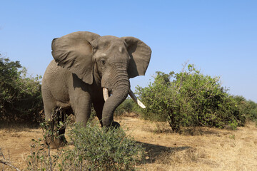 Afrikanischer Elefant / African elephant / Loxodonta africana