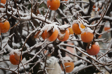 Cachi con neve