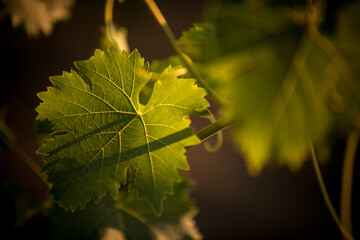 Green vine at sunrise