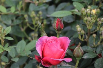Close up view of pink rose in a garden with blurred background