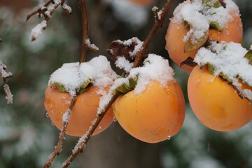 Cachi con neve