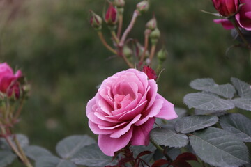 Close up view of pink rose in a garden with blurred background