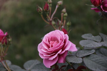 Close up view of pink rose in a garden with blurred background