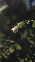 Korallenbeere mit Sonne und Bokeh